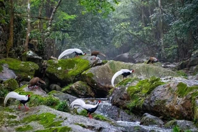 开化县钱江源国家公园候选区被授予“世界最佳自然保护地”称号